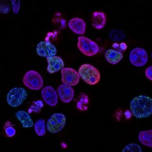 BPC-157 research peptide vial